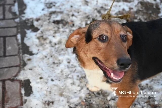    Куда обращаться белгородцам по поводу отлова собак?