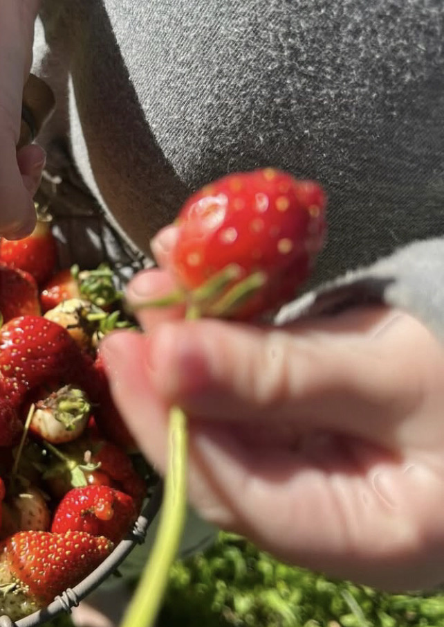 кисть Арчи? 