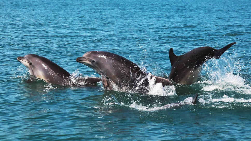 Фото: Екатерина Осипова / Центр спасения дельфинов «Дельфа»