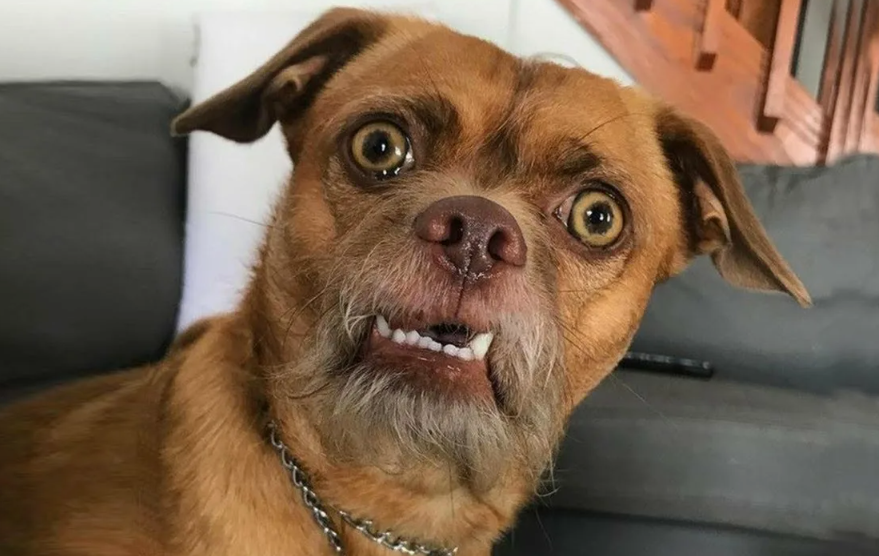 - Где моя еда?