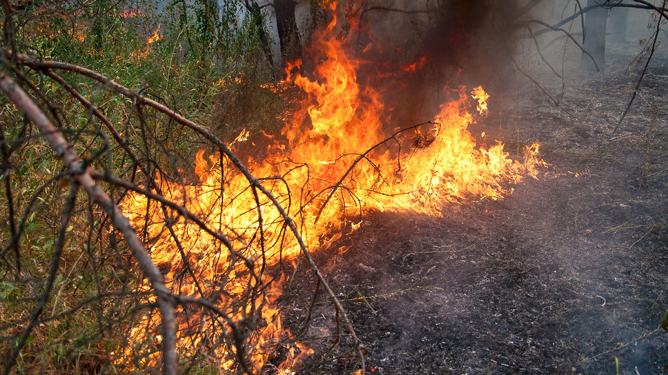 Фото: Олег Харсеев / Коммерсантъ