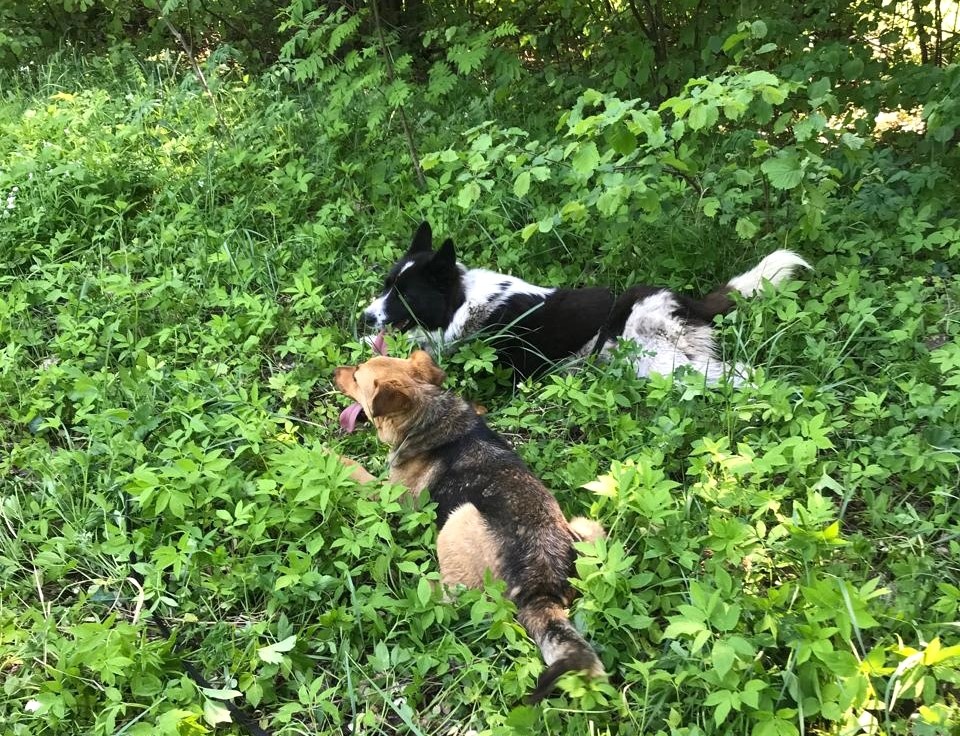 Лана и Шанти