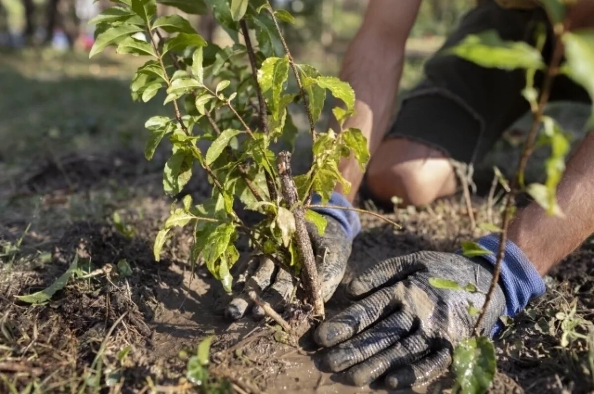    В Ярославской области посадят около 100 тысяч деревьев