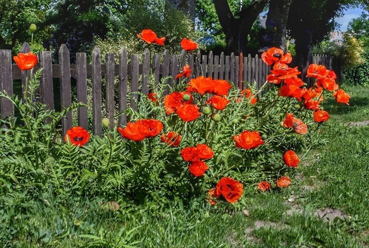 фото из интернета.