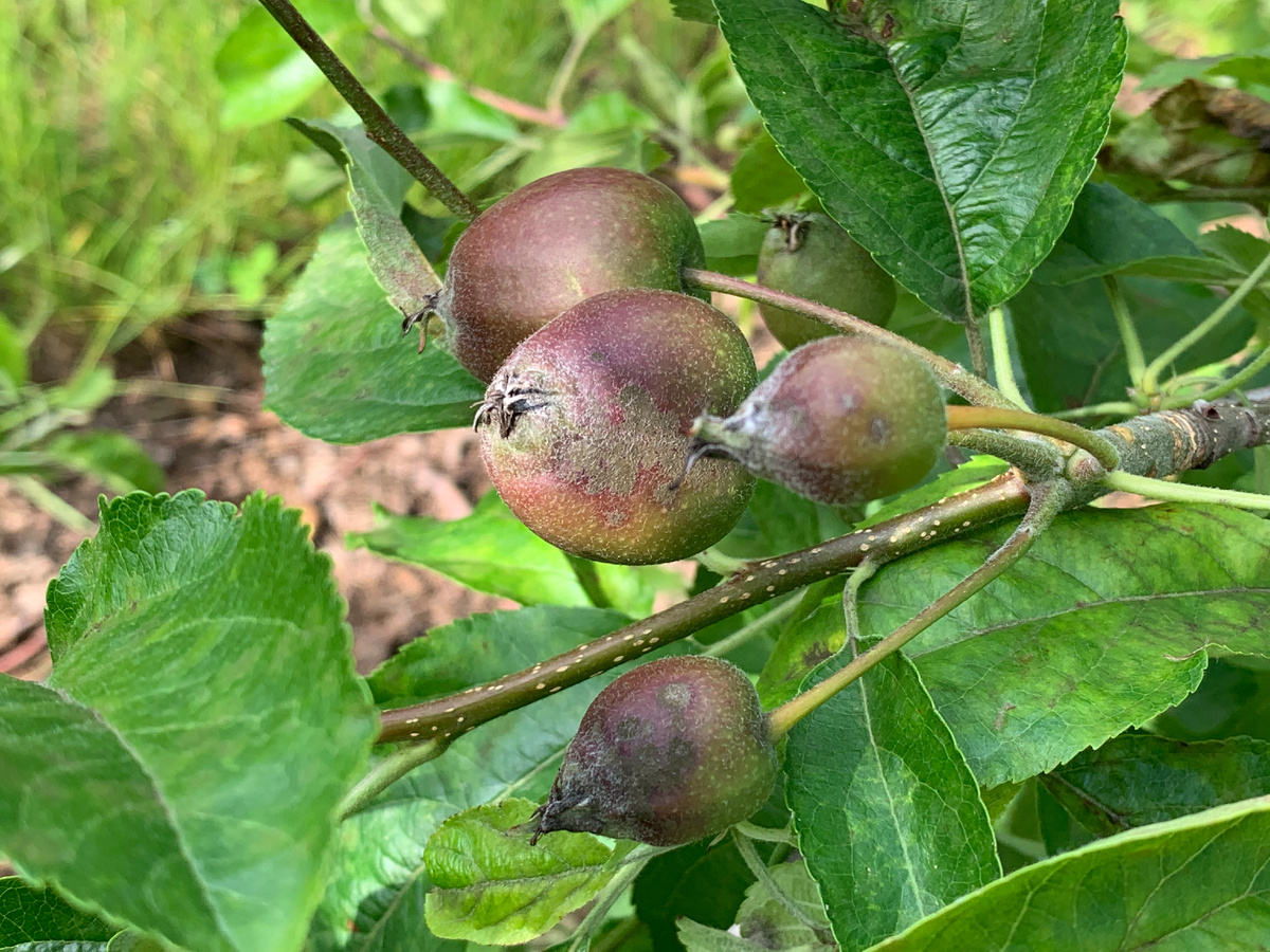 Проявления парши на яблоках сорта Голден Делишес
