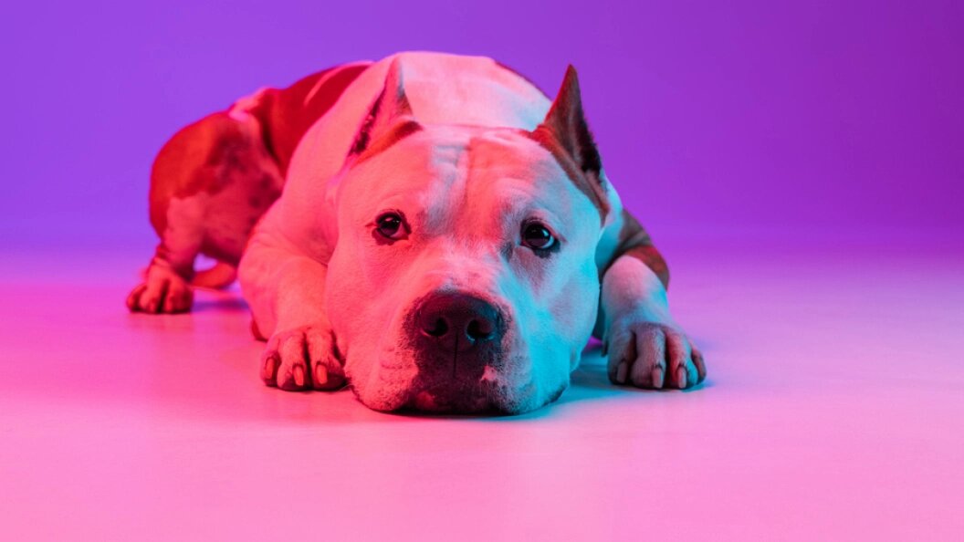    Фото: Царьград