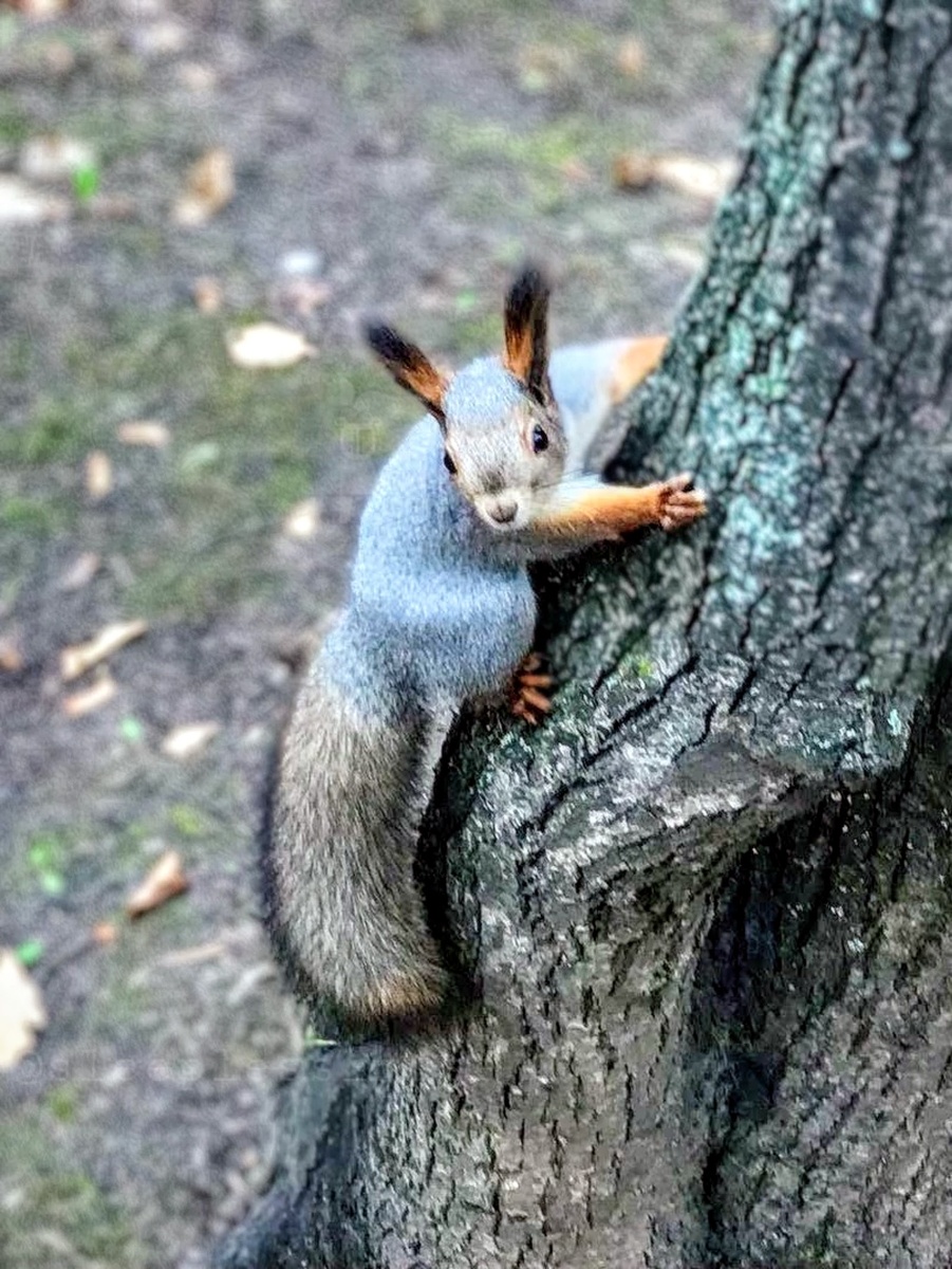 Белка поймана