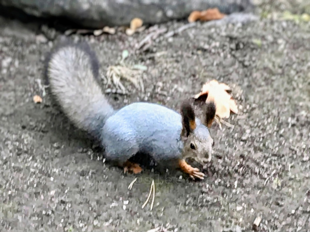 Белка. Вид сбоку