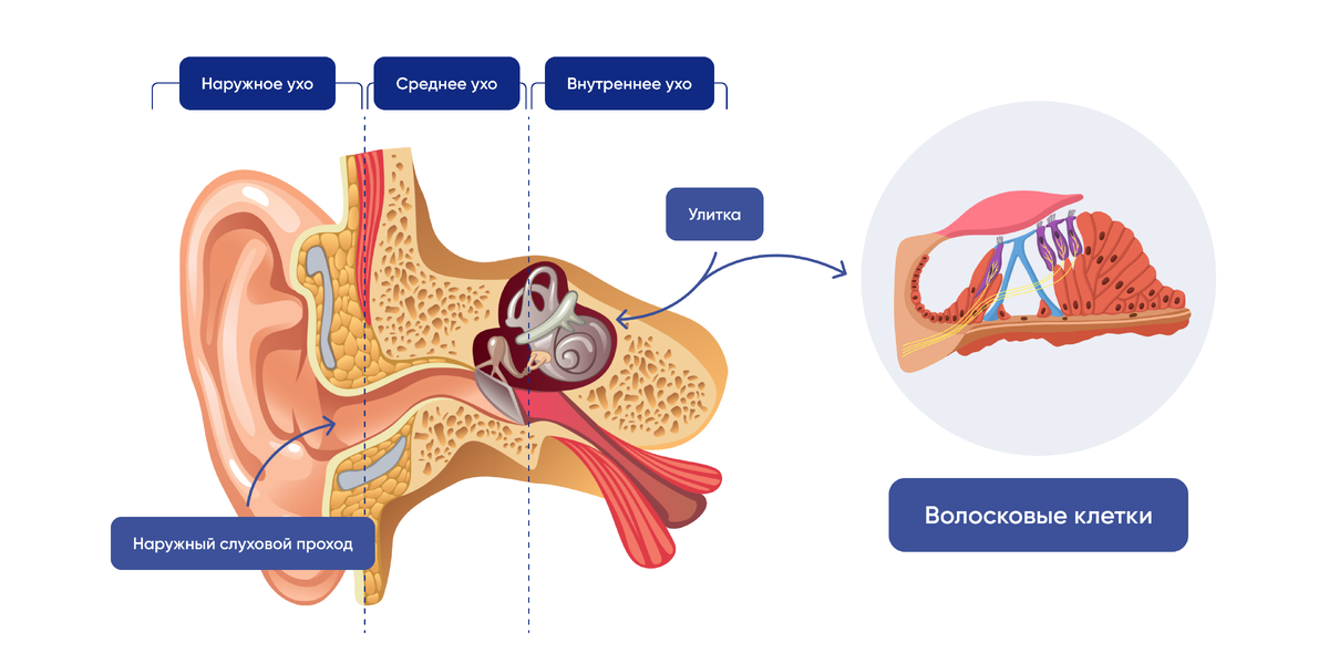 Строение уха