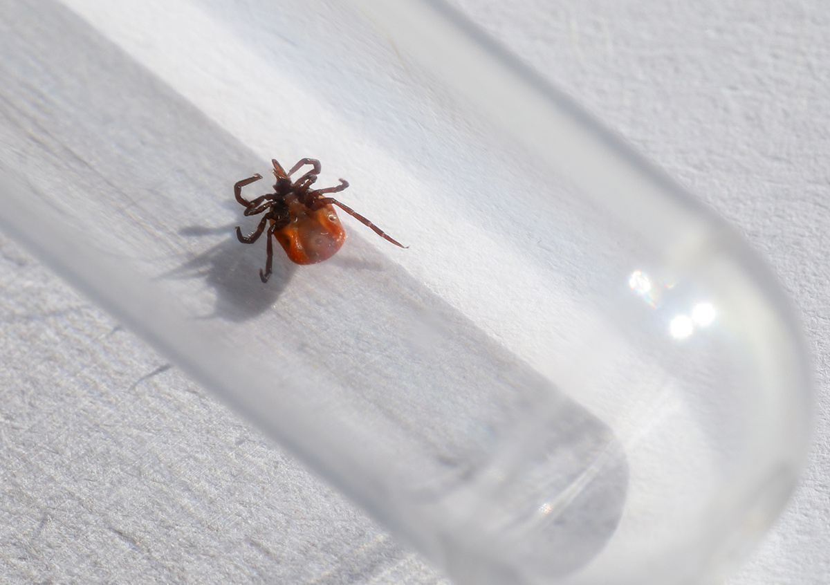 Фото © Vladimir Vikhrov / Фотобанк Лори