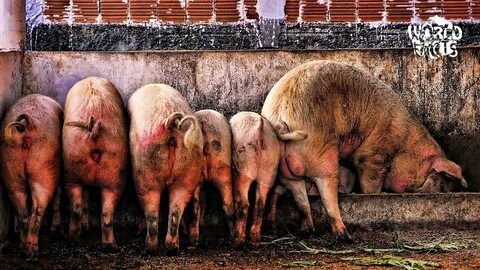 Вот он "Зенит".