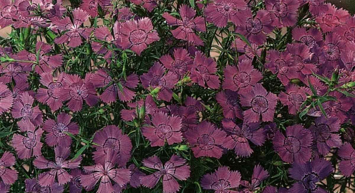 Именно цвет, довольно редкий, прогнозируемое время цветения и плотные кустики, срастающиеся в красивый коврик, заставляют ландшафтных дизайнеров использовать этот сорт Гвоздики, как однолетник в миксбордерах и альпинариях.