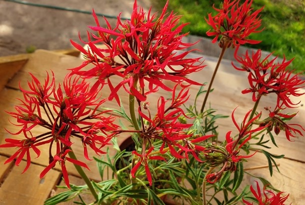 Однап их выведенных ьтрёхпалых медух Иринв Земмах