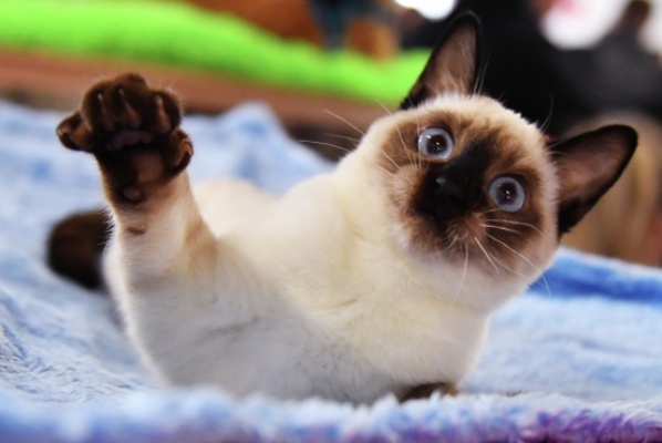 Фото: РИА Новости/Наталья Селивёрстова