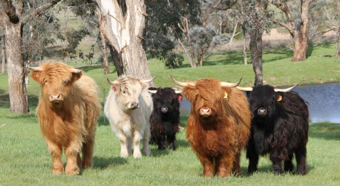 Фото из поисковой системы Яндекс