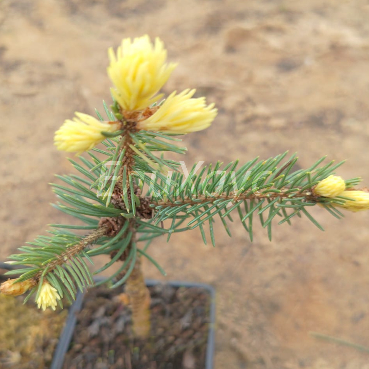Picea pungens 'Maigold'