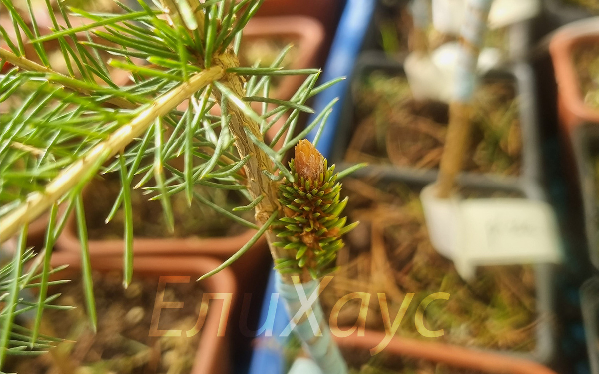 Свежая прививка ели