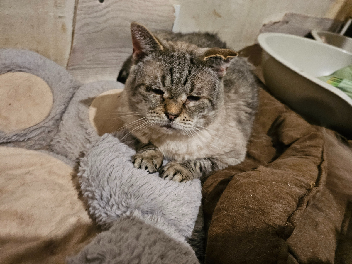 Фото автора. Мордатый дед.