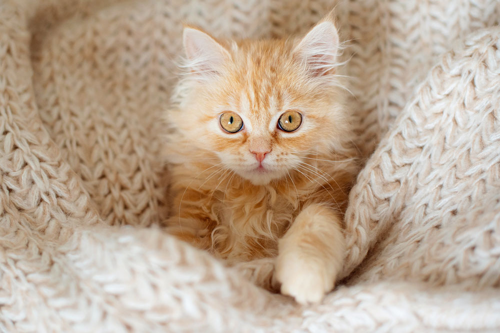 Яндекс-картинки