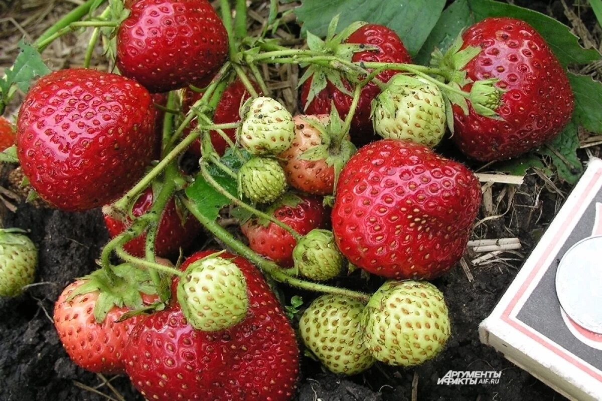 Сорт: Вебенал. / Денис Терентьев / АиФ