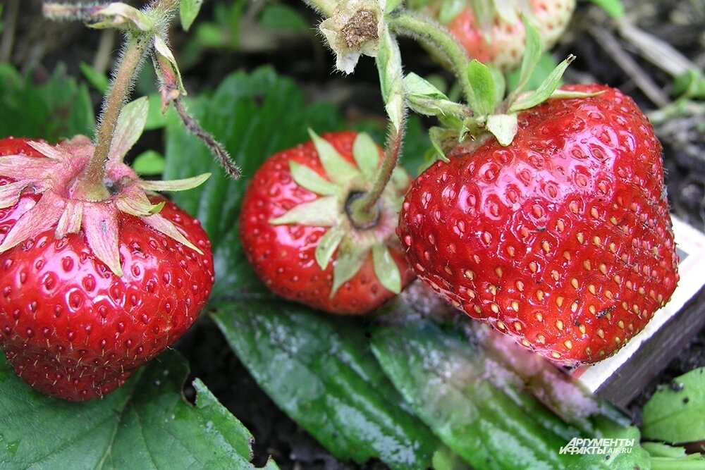 Фото: АиФ/ Денис Терентьев 
