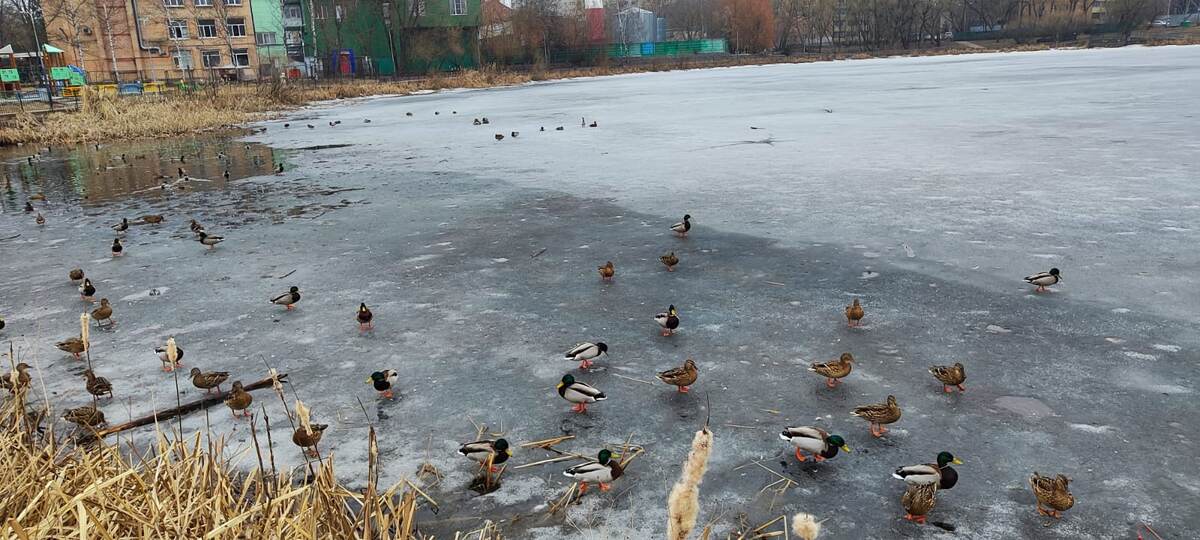 Утки на озере (фото из личного архива)