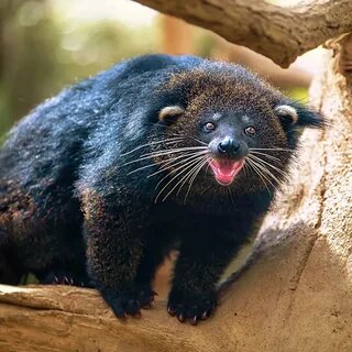 Фото из поисковой системы Яндекс