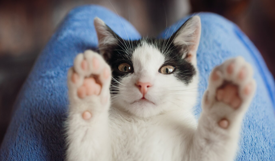 Изображение от Freepik