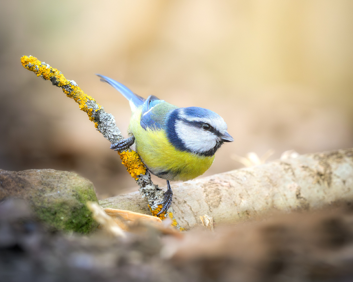 Наша старая знакомая - лазоревка