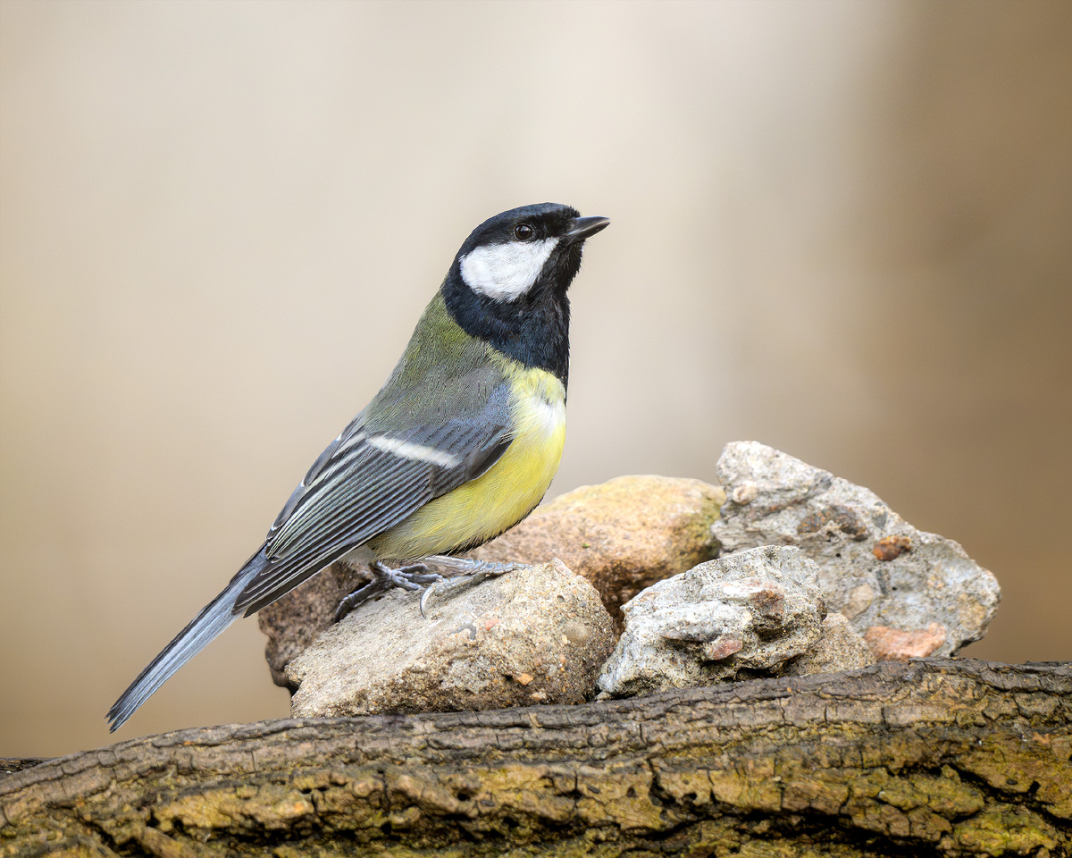 Большая синица