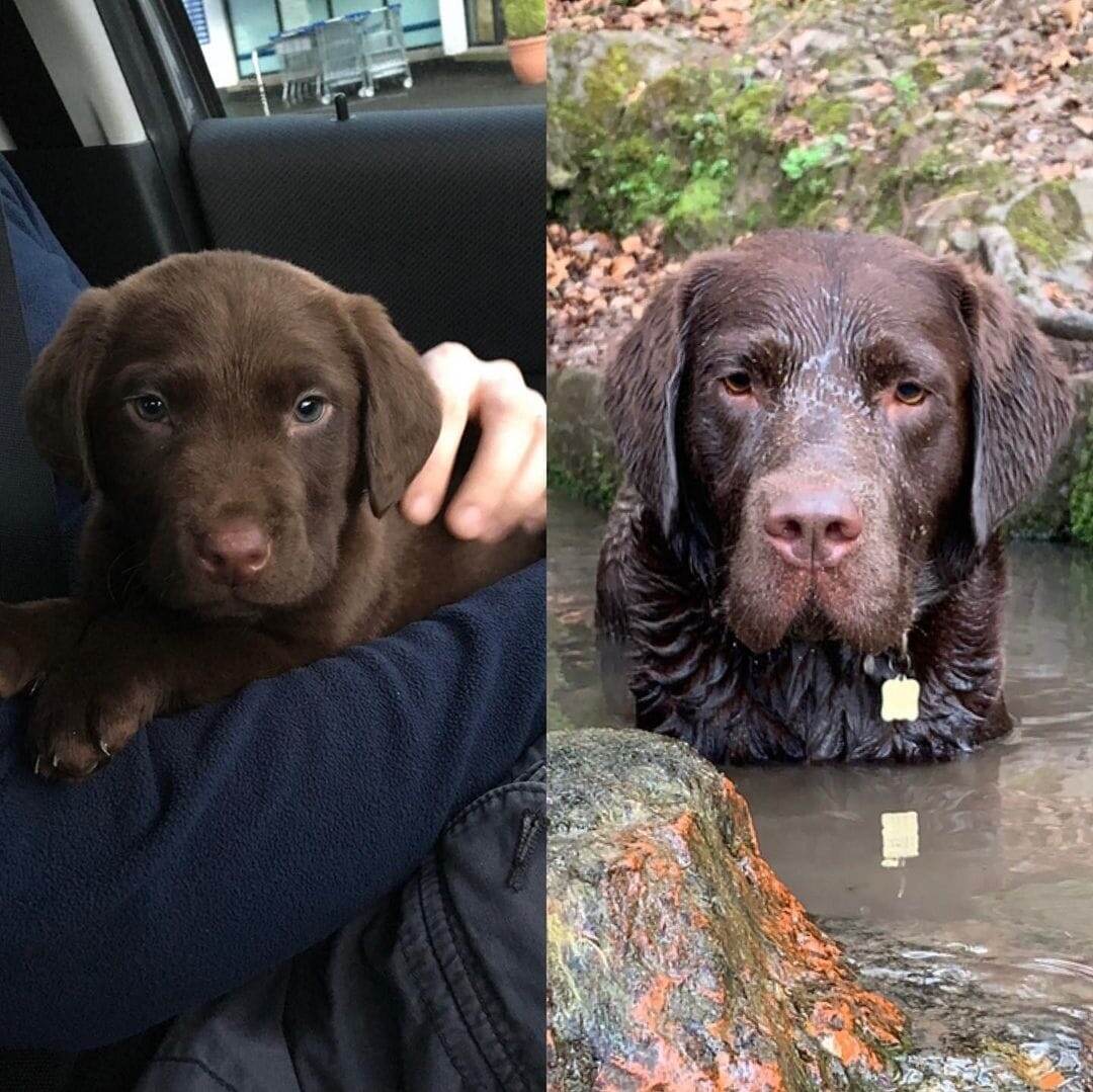 donard.the.chocolate.lab