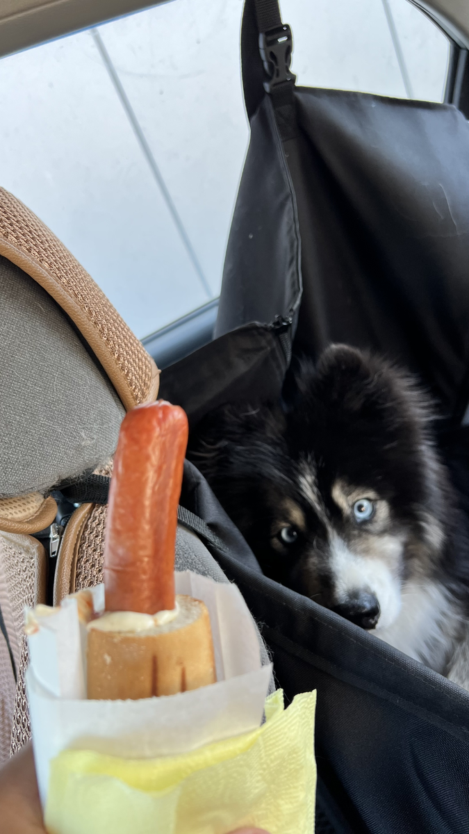 Я не учил малого запрыгивать в машину. Я открыл перед ним дверь, сказал "Ап" и он просто запрыгнул в автогамак