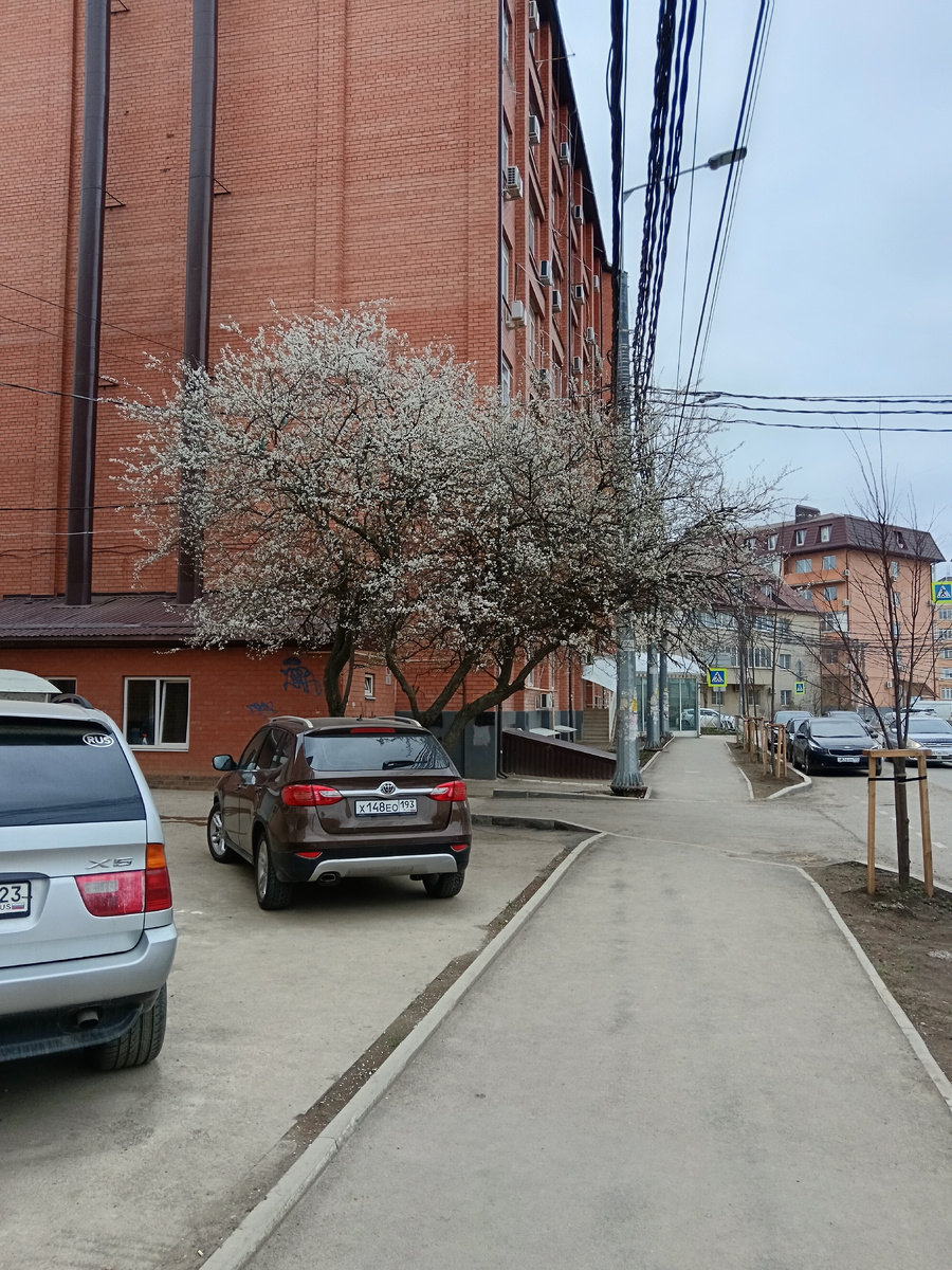 У меня на Ратной Славе в Краснодаре все цветёт.