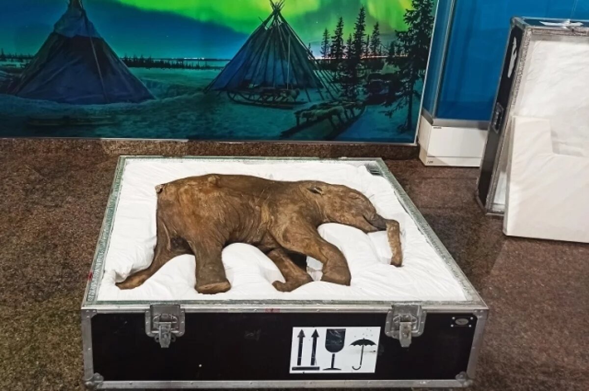    В Салехарде проводится масштабная модернизация музея имени Шемановского