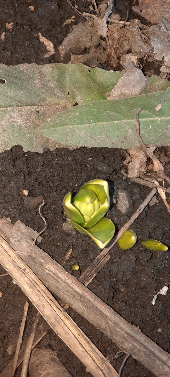 Гиацинтики лезут на клумбе. Уже бутоны видно 👍