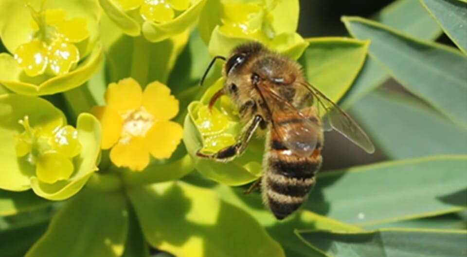   Lorenzo Pasquali et al. / Current Biology. 2025