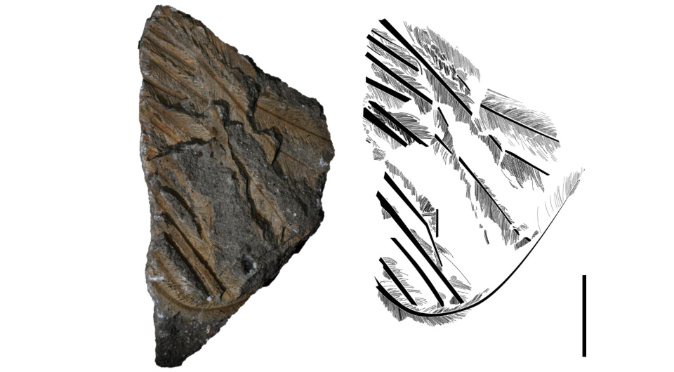   Valentina Rossi et al. / Geology, 2025