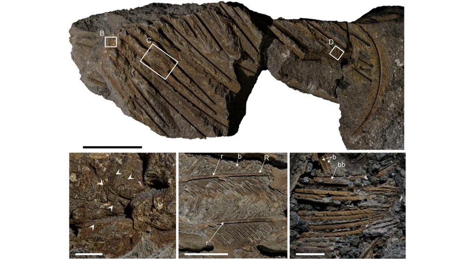   Valentina Rossi et al. / Geology, 2025