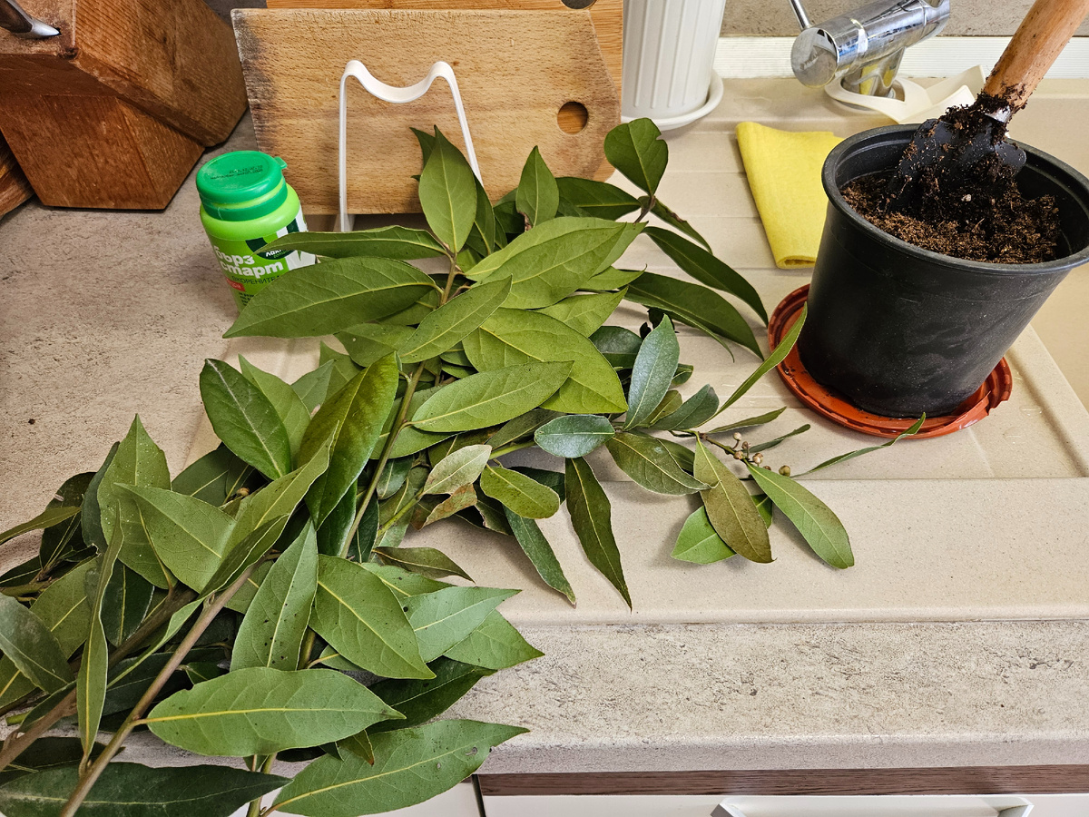 Ветки лаврового дерева 