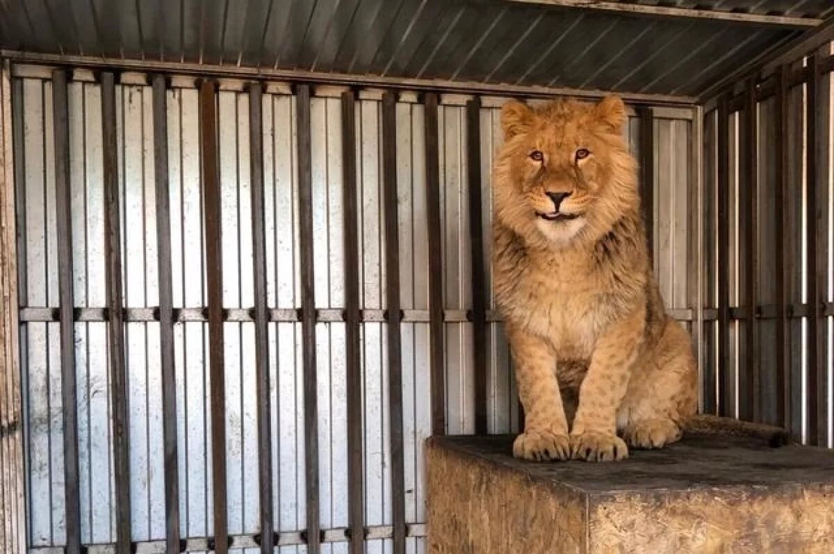   Льва по кличке Симба заберут у ставропольца с хутора Красночервонного