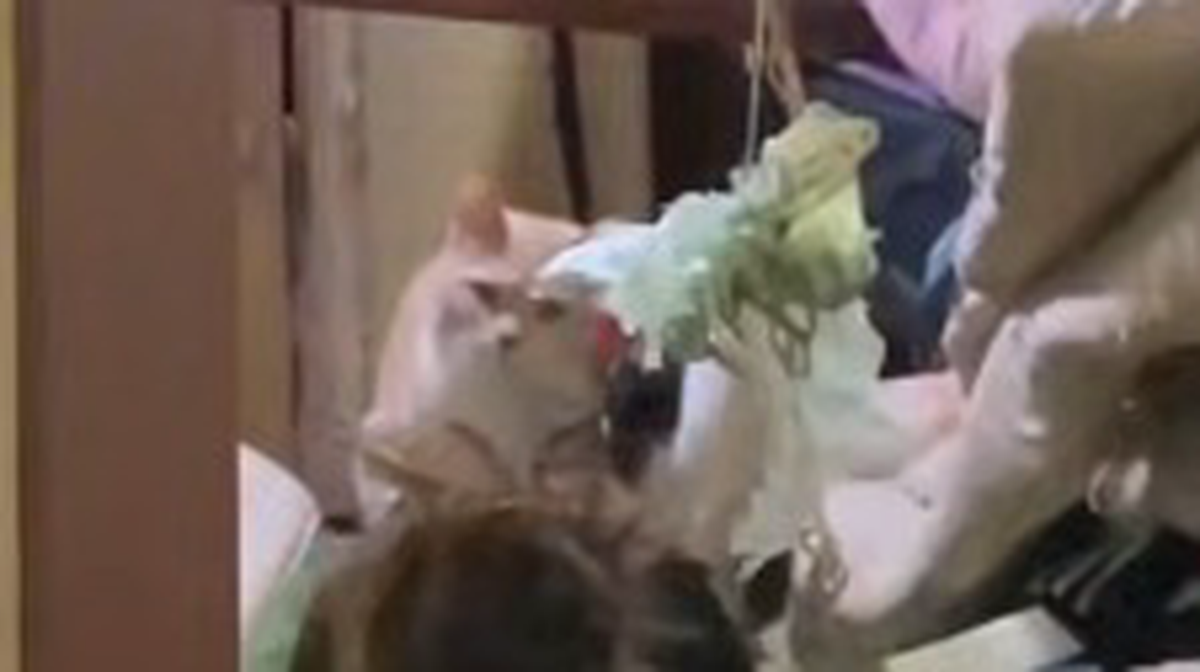    Фото: Скриншот из видео / Telegram-канал «Москва с огоньком»