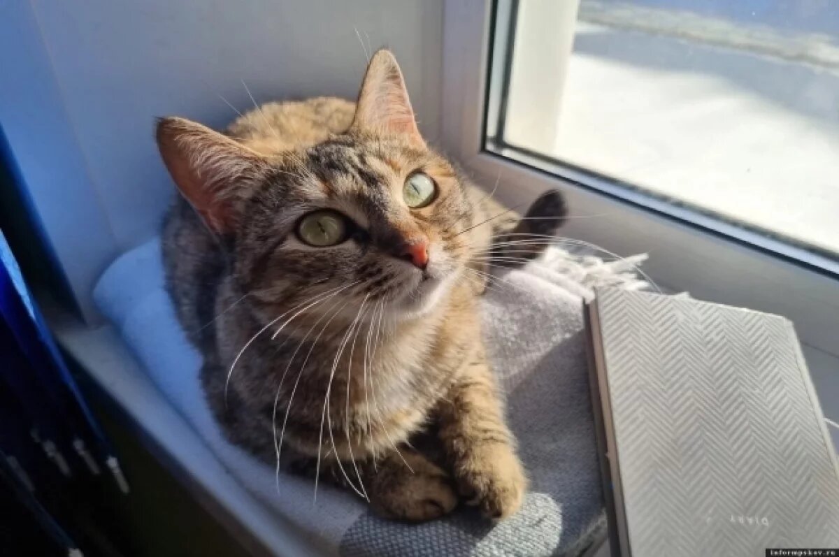    Машуня — грациозная леди на страже порядка, она очень ласковая и общительная