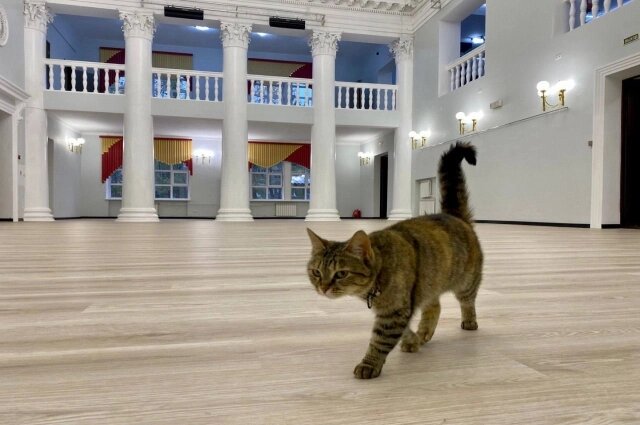    Маша истребила всех мышей в культурном учреждение Фото: из соцсетей ГКЦ