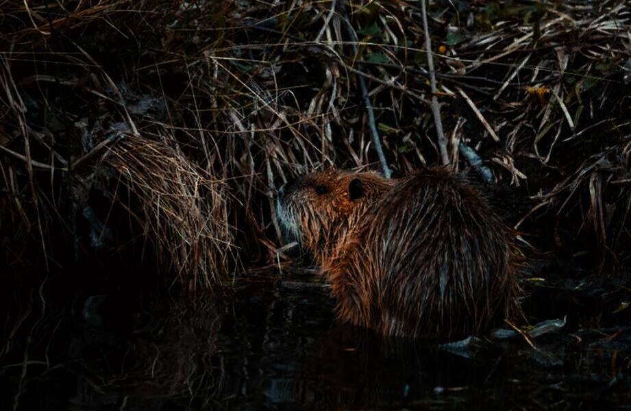    Фото: Niklas Hamann/Unsplash