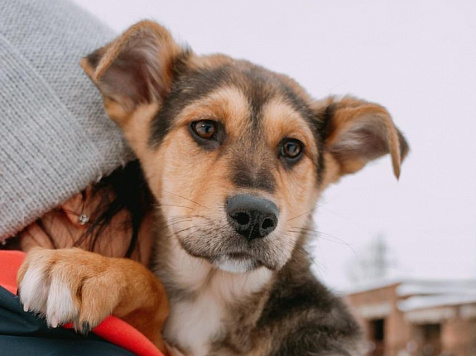 Фото: общественное движение «ДогСпас»