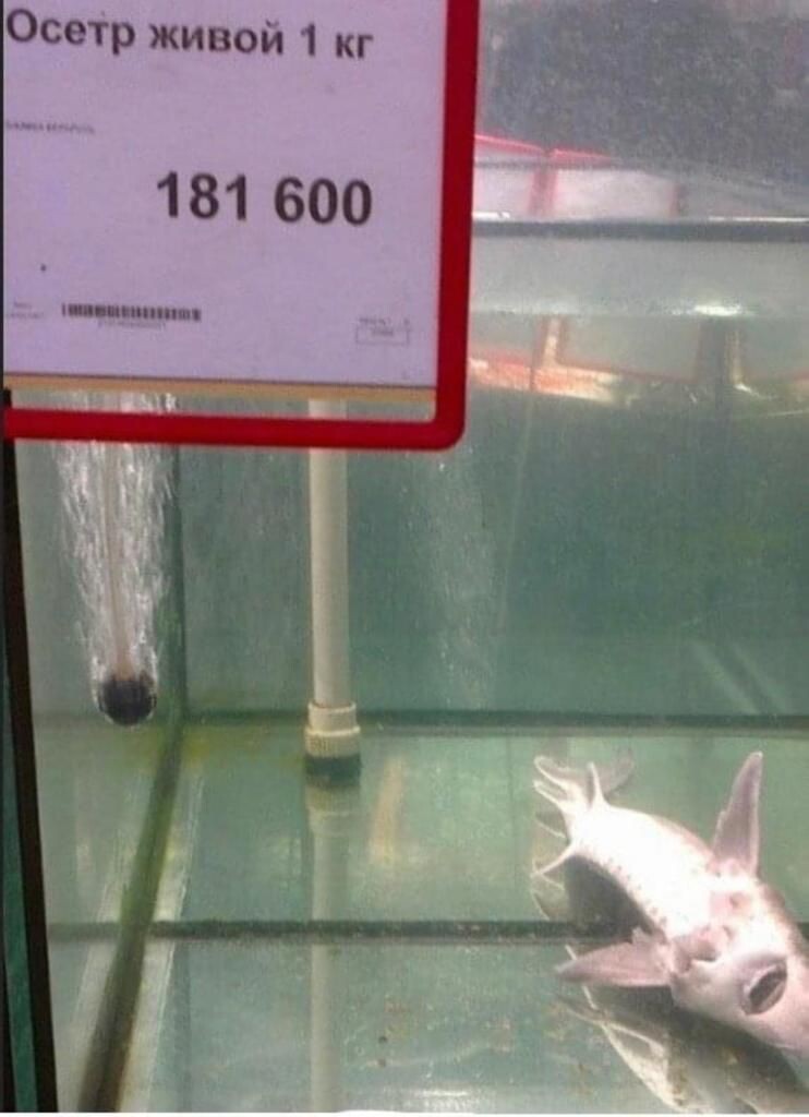 собственно автор 