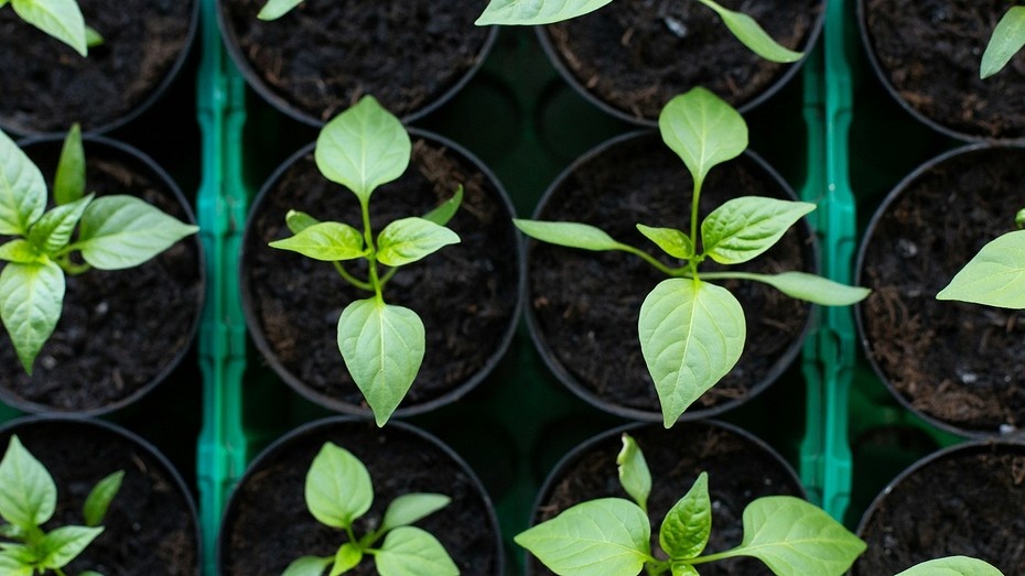 Фото здесь и далее Unsplash