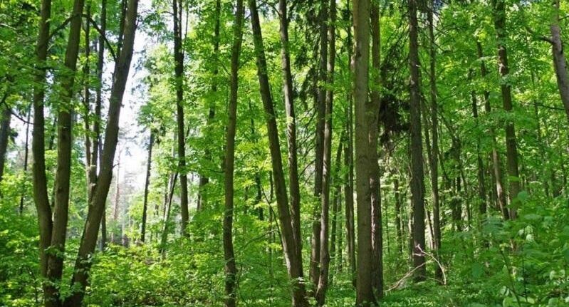    Фото ПФ "Верховье"