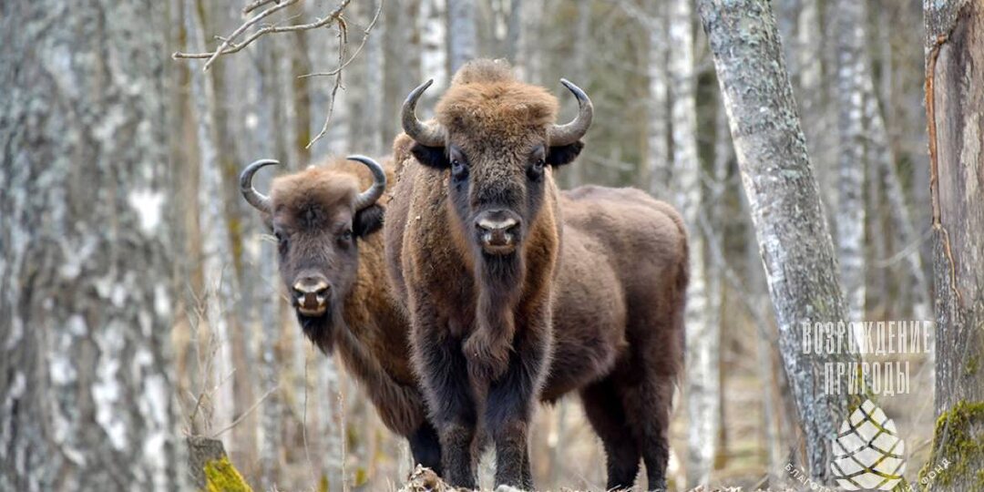 Великаны леса: интересные факты о зубрах