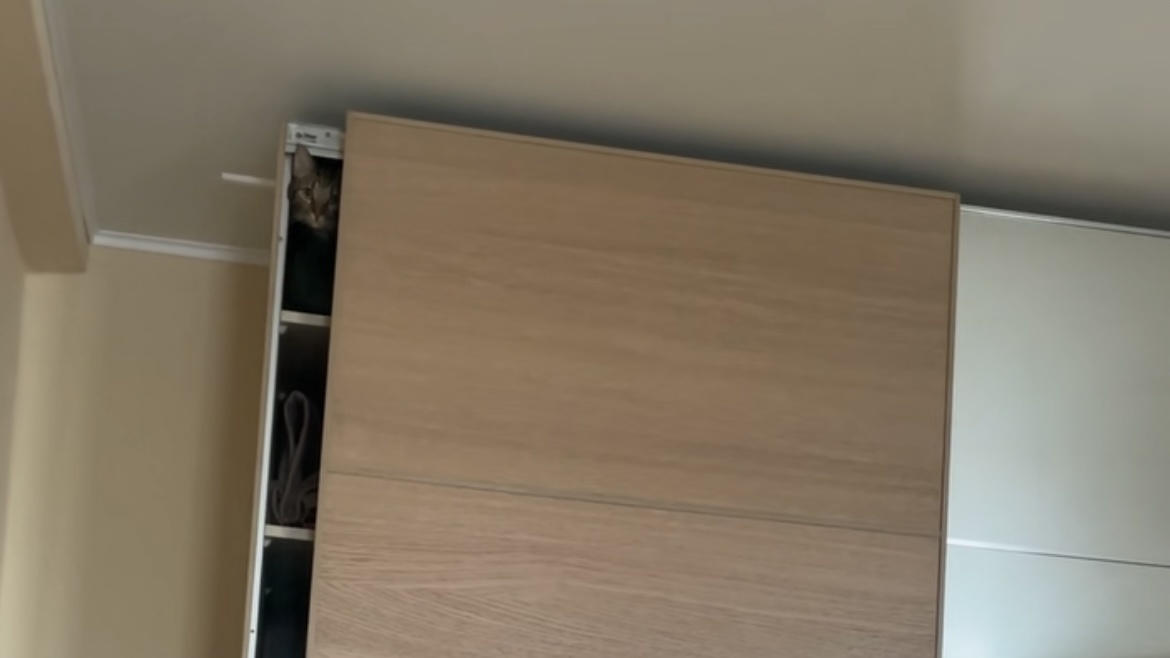 Ежедневные игры «Найди кота» и «Как он туда залез?»